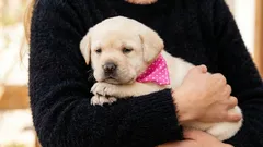 7 podivných psích gest, která jsou podle trenérů známkami důvěry a oddanosti