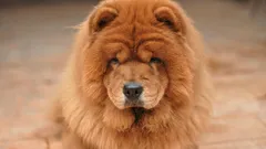 7 nejlepších plemen: u kterých psů je délka života nejdelší?