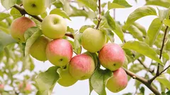 Co zkušení zahrádkáři nejčastěji sázejí pod jabloň: rostliny, které zvyšují úrodu