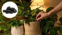 Oživte každou květinu: cenově dostupné hnojivo na bázi aktivního uhlí
