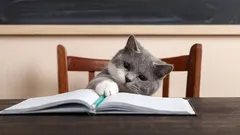 Jak chytré jsou kočky doopravdy a co dokážou vnímat?