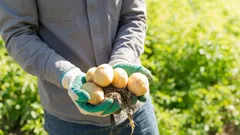 Která odrůda brambor se nejlépe hodí na bramborovou kaši: voňavá, sypká a po uvaření velmi měkká?