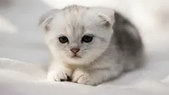 10 důvodů, proč byste si měli pořídit kočku