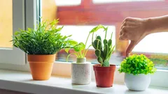 Klasické květináče odcházejí do minulosti: v roce 2026 je nahradí nejelegantnější a esteticky nejpřitažlivější alternativa.