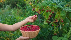 Maliník vás příjemně překvapí hojností a chutí plodů: zapamatujte si tato účinná jarní hnojiva