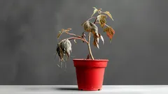 Jednoduchý domácí způsob, jak oživit uvadlé rostliny – 3 ingredience, které už máte v kuchyni