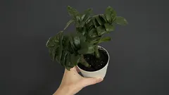 Zamioculcas zalévejte pouze takto: listy budou hladké, lesklé a sytě zelené po celý rok