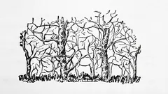 První zvíře, které na obrázku uvidíte, odhalí podstatu vaší osobnosti.