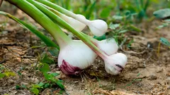 Doporučené rostliny k výsadbě vedle česneku: vzájemně prospěšné kombinace pro lepší úrodu