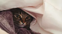 Při jaké teplotě kočky mrznou – a cítí vůbec chlad?