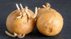 Nevyhazujte klíčky z brambor: budete překvapeni, ale i ony mají užitečné využití
