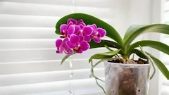 Zázrak pro orchideje, které několik měsíců nekvetly: jednoduchý způsob, jak je přimět znovu bohatě kvést