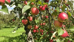 Řez ovocných stromů: správný čas a užitečné tipy pro bohatou úrodu