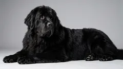 6 líných plemen psů pro ty, kteří milují ticho a klid