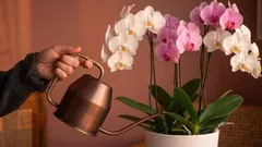 Nejčastější chyba v péči o pokojové rostliny, kterou dělá téměř každý.